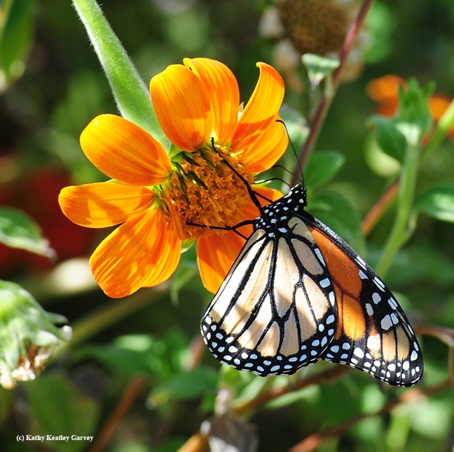 The male monarch, No. 6093, sips nectar from a Mexican sunflower, Tithonia on Sept. 5, 2016. It traveled 457 kilometers from Ashland to Vacaville. (Photo by Kathy Keatley Garvey)