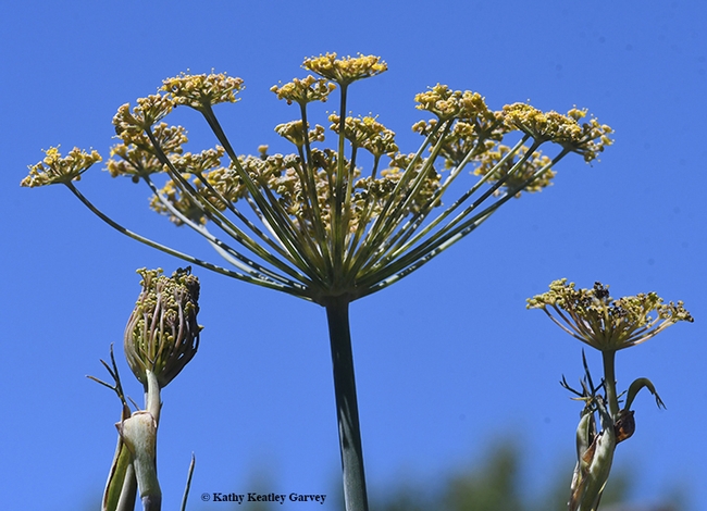 This is sweet fennel or anise, Foeniculum vulgare, host plant of the anise swallowtails. (Photo by Kathy Keatley Garvey)