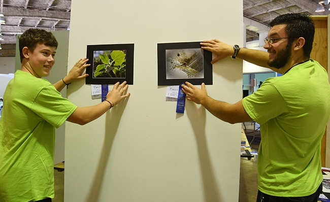 McCormack Hall assistants Jacob Greene (left) of American Canyon and Daniel Brown of Vallejo, admire insect-themed photographs: a bee by Ryan Anenson of the Tremont 4-H Club, Dixon, and a moth by Maya Prunty of Sacramento 4-H. (Photo by Kathy Keatley Garvey)