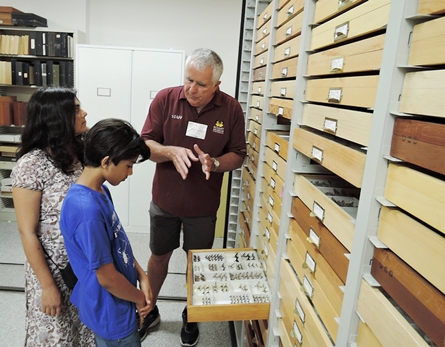 Entomologist Jeff Smith, who curates the butterfly and moth display at the Bohart Museum of Entomology, shows Los Altos residents Prerna Jain and her son Prakrit Jain part of the collection. (Photo by Kathy Keatley Garvey)