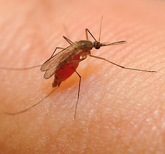 This is the Culex mosquito that UC Davis doctoral candidate Maribel 