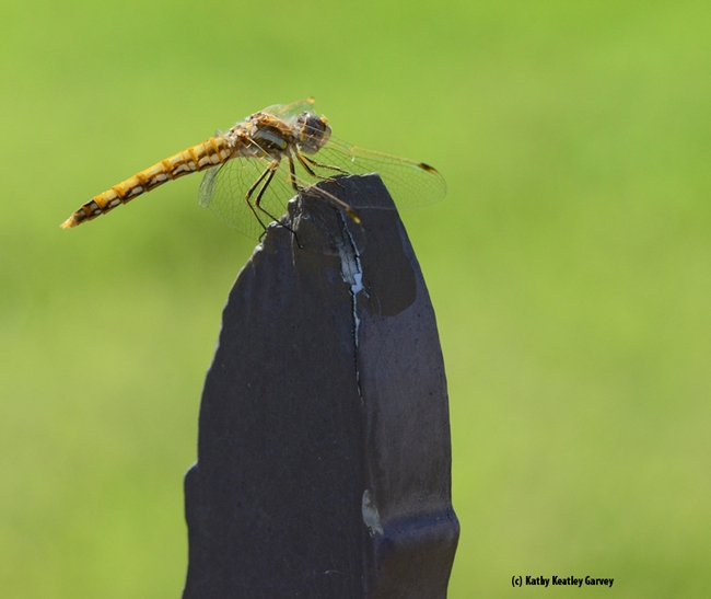 A wind-swept meadowhawk, Sympetrum corruptum, perches on a fence post after feasting on prey on July 1, 2018 in Vacaville, Calif. This was taken just after sunrise with a 200mm macro lens. (Photo by Kathy Keatley Garvey)