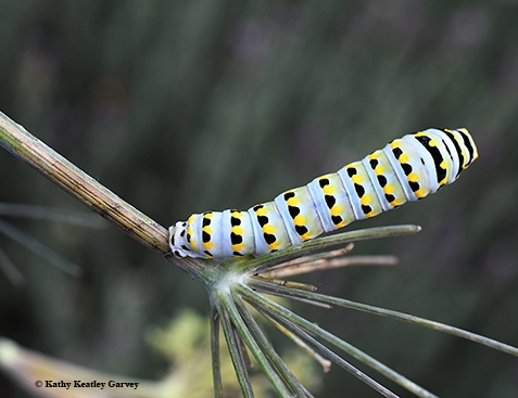 An anise swallowtail caterpillar. (Photo by Kathy Keatley Garvey)