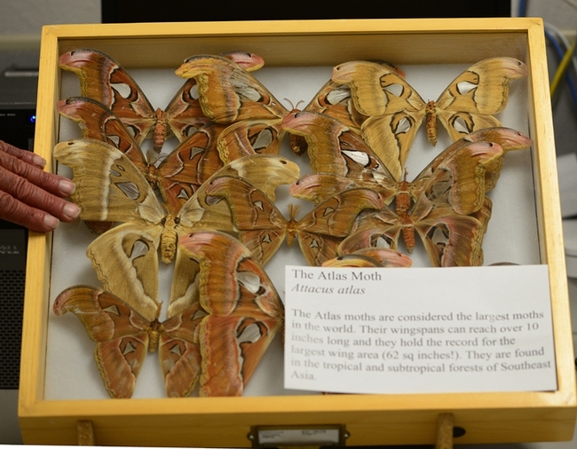 These are Atlas moths (Attacus atlas), found in the rain forests of Asia. This moth has a wingspan that can measure 10 to 11 inches. (Photo by Kathy Keatley Garvey)