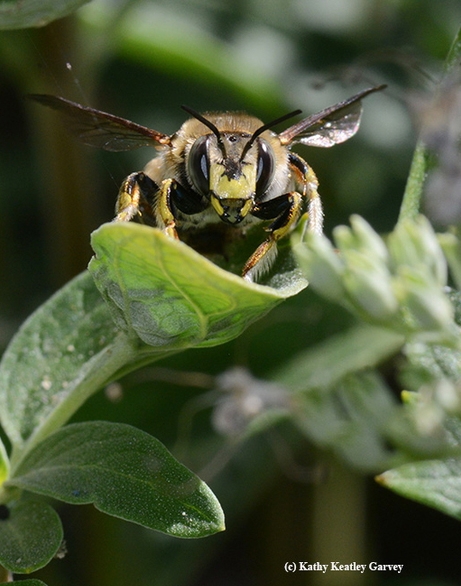 Male Wool Carder Bees: In-Your-Face Behavior - Bug Squad - ANR Blogs