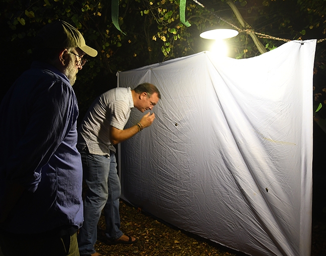 UC Davis Department of Entomology and Nematology professor Jason Bond examines a scarab beetle at the blacklighting display set up during Moth Night. Bond, a new member of the faculty, is professor of entomology and the Evert and Marion Schlinger Endowed Chair in insect systematics. At left is 