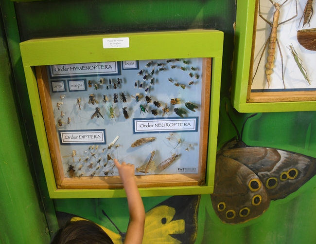 A youngster points excitedly at a display in the Insect Pavilion. (Photo by Kathy Keatley Garvey)