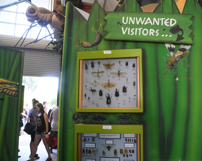 The wanted visitors at the California State Fair and the unwanted visitors (pests). (Photo by Kathy Keatley Garvey)