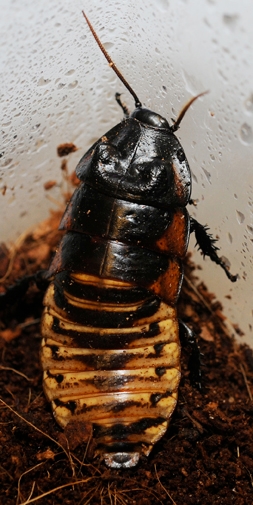 A Madagascar hissing cockroach. (Photo by Kathy Keatley Garvey)