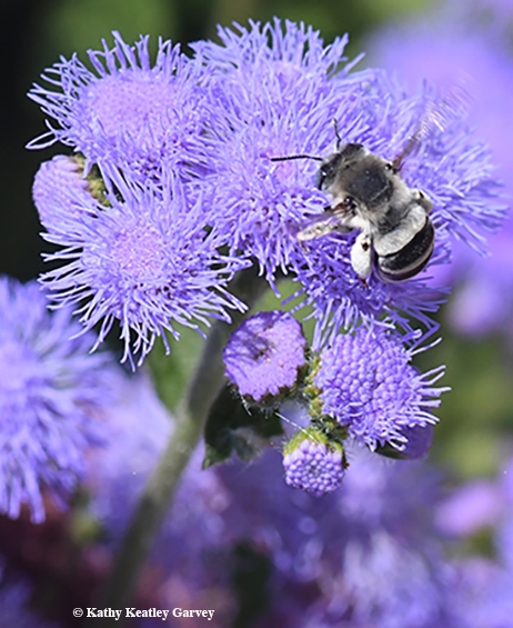 A digger bee, Anthophora urbana, nectaring on a Ageratum houstonianum 'Blue Horizon' at the Sunset Gardens, Sonoma Cornerstone. (Photo by Kathy Keatley Garvey)