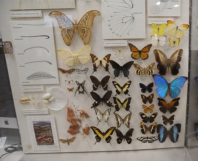 The Bohart Museum of Entomology houses some 8 million insect specimens. (Photo by Kathy Keatley Garvey)