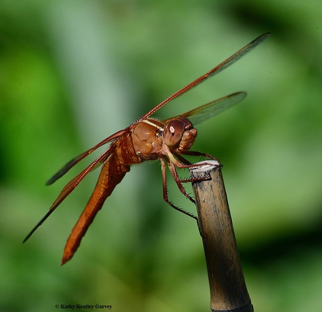 A flame skimmer dragonfly (Libellula saturata) perches on a bamboo stake in a Vacaville pollinator garden. (Photo by Kathy Keatley Garvey)