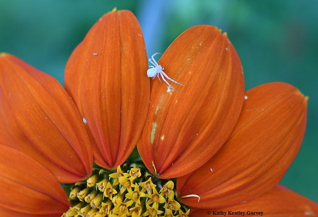 The crab spider ventures out on a petal of the Mexican sunflower (Tithonia). (Photo by Kathy Keatley Garvey)
