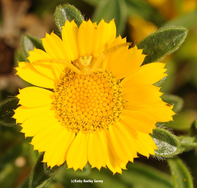 A perfectly camouflaged crab spider on a gold coin flower (Asteriscus maritimus). (Photo by Kathy Keatley Garvey)
