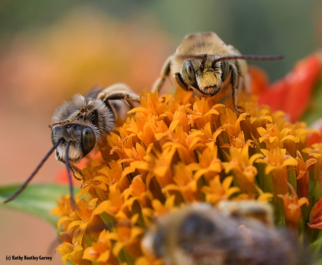 Is it time to wake up? Two male longhorned bees eye the photographer. (Photo by Kathy Keatley Garvey)