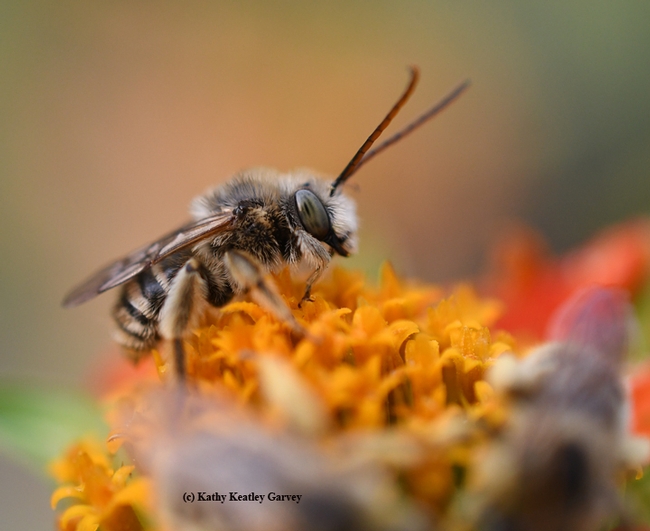 A male longhorned bee, Melissodes, prepares to leave his 