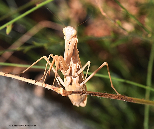 A female praying mantis, Mantis religiosa, strikes a pose. (Photo by Kathy Keatley Garvey)
