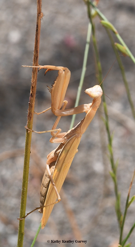 How to Find a Praying Mantis - Bug Squad - ANR Blogs