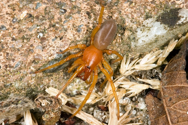 The woodlouse spider, Dysderca crocata, is neither a new species nor deadly, contrary to a Facebook hoax disguised as a public service announcement. (Photo by Michel Vuijlsteke, courtesy of Wikipedia)