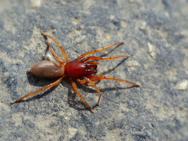 This is a male woodlouse spider, Dysderca crocata. (Photo © Hans Hillewaert, courtesy of Wikipedia)