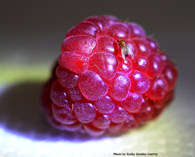 Spotted wing drosophila on a raspberry. Both Frank Zalom and Joanna Chiu of the UC Davis Department of Entomology and Nematology faculty, research collaborators, will speak on this pest. (Photo by Kathy Keatley Garvey)