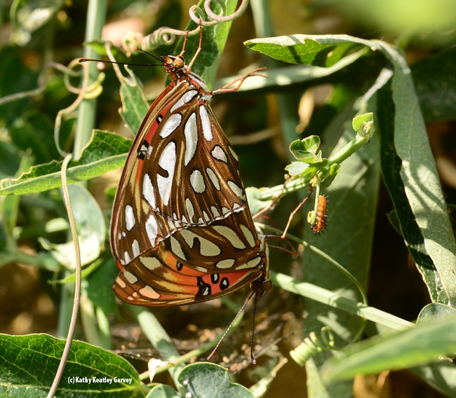 Gulf Fritillaries (Agraulis vanillae) on their host plant, Passiflora, doing what nature intended. At the far right is a Gulf Frit caterpillar. (Photo by Kathy Keatley Garvey)
