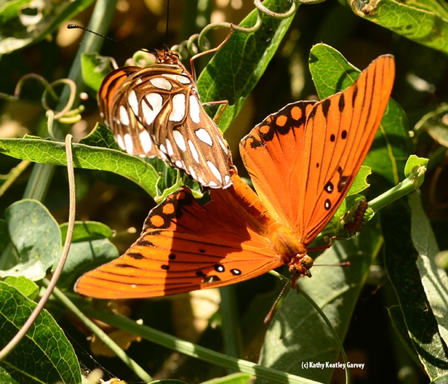 Photo Four: The coloring and contrast of the silver-spangled and reddish-orange wings make it one of the showiest butterflies in California. (Photo by Kathy Keatley Garvey)