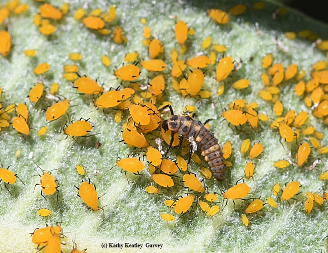 Lady beetle larva dining on aphids on milkweed, UC Davis campus. (Photo by Kathy Keatley Garvey)