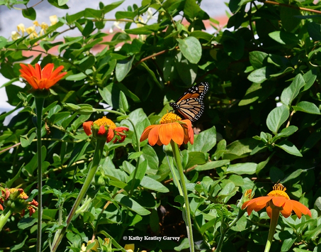 A male monarch butterfly nectaring on Mexican sunflower (Tithonia) in Vacaville, Calif. on Aug. 30. (Photo by Kathy Keatley Garvey)