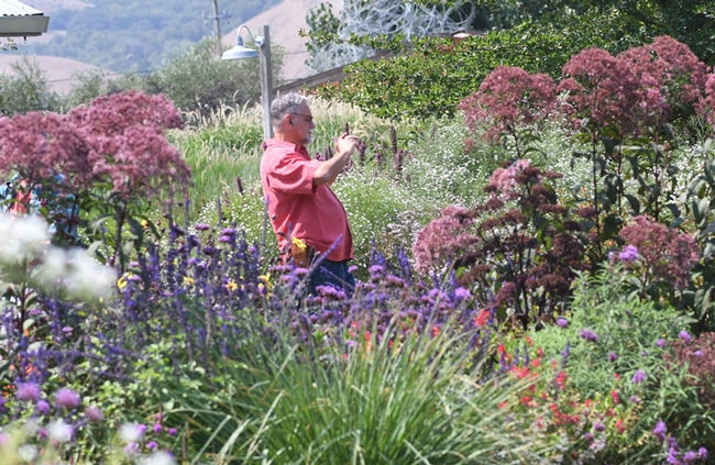 A visitor takes images of the Kate Frey Pollinator Garden, Sonoma Cornerstone. (Photo by Kathy Keatley Garvey)