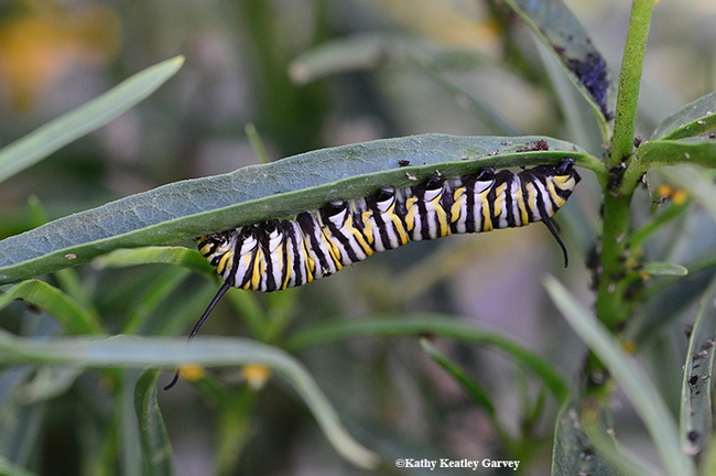 The long and short of it--a monarch caterpillar crawls on a stem to its next dining spot. (Photo by Kathy Keatley Garvey)