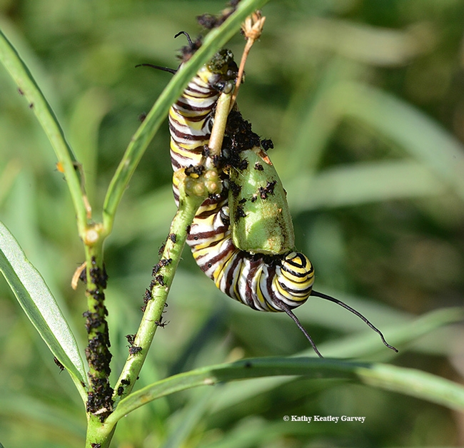 Even seed pods are fair game for hungry monarch caterpillars. (Photo by Kathy Keatley Garvey)
