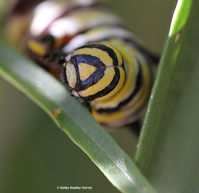 Close-up of a monarch caterpillar, taken with a Canon MPE-65mm lens. (Photo by Kathy Keatley Garvey)