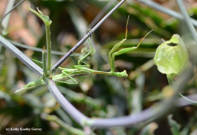 A male Stagmomomantis limbata, as identified by mantis expert Lohit Garikipati, a UC Davis student who rears mantids, stretches in the passionflower vine. (Photo by Kathy Keatley Garvey)