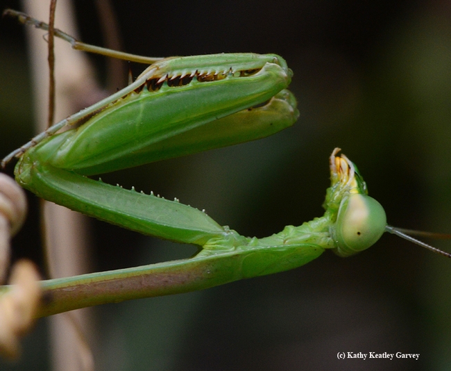 The male Stagmomomantis limbata lies in wait. (Photo by Kathy Keatley Garvey)
