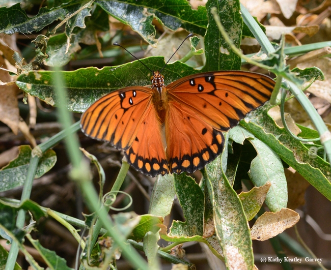 An intact Gulf Fritillary in the passionflower vine. (Photo by Kathy Keatley Garvey)