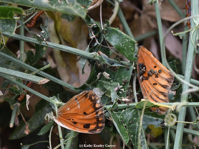 A not-so-intact Gulf Fritillary in the passionflower vine. (Photo by Kathy Keatley Garvey)