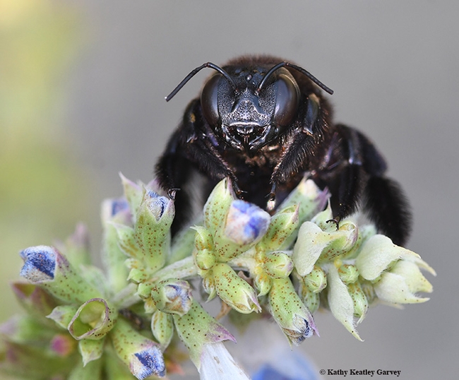 Don't bug me, I'm trying to wake up. This female Valley carpenter bee, Xylocopa varipuncta, peers over a blue spike salvia (Salvia uliginosa) blossom. (Photo by Kathy Keatley Garvey)