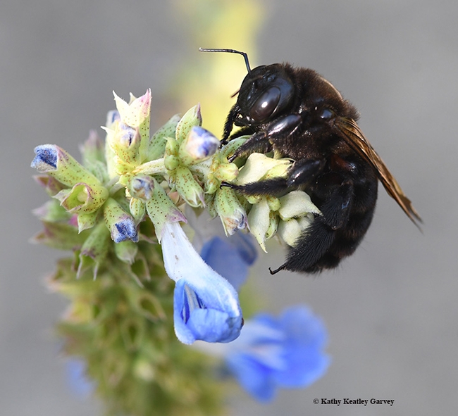 The female Valley carpenter bee sips nectar from a blue spike salvia, Salvia uliginosa. (Photo by Kathy Keatley Garvey)