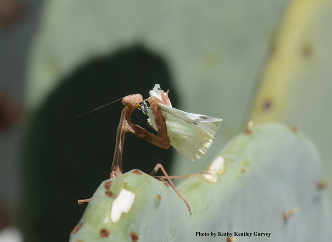 A praying mantis dining on a cabbage white butterfly. (Photo by Kathy Keatley Garvey)