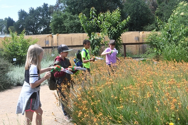 This catch-and-release activity is especially popular among children in the Häagen-Dazs Honey Bee Haven. They catch, examine and release bees, including honey bees, bumble bees and carpenter bees. (Photo by Kathy Keatley Garvey)