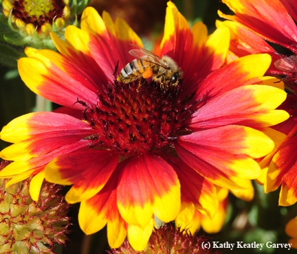 Honey bee on Gaillardia. (Photo by Kathy Keatley Garvey)