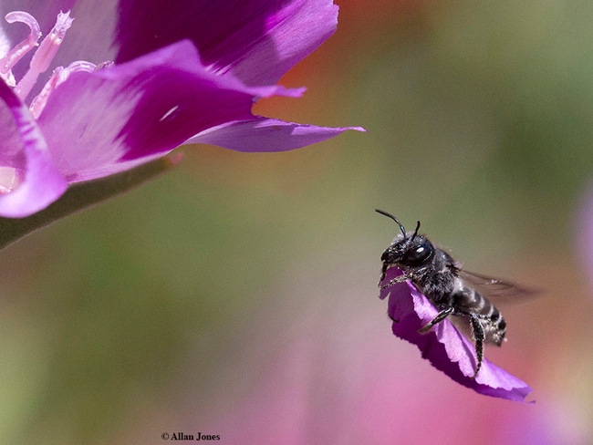 A female leafcutter bee, Megachile fidelis, carries a leaf, a Clarkia petal, back to her nest. (Copyrighted photo by Allan Jones, used with permission)
