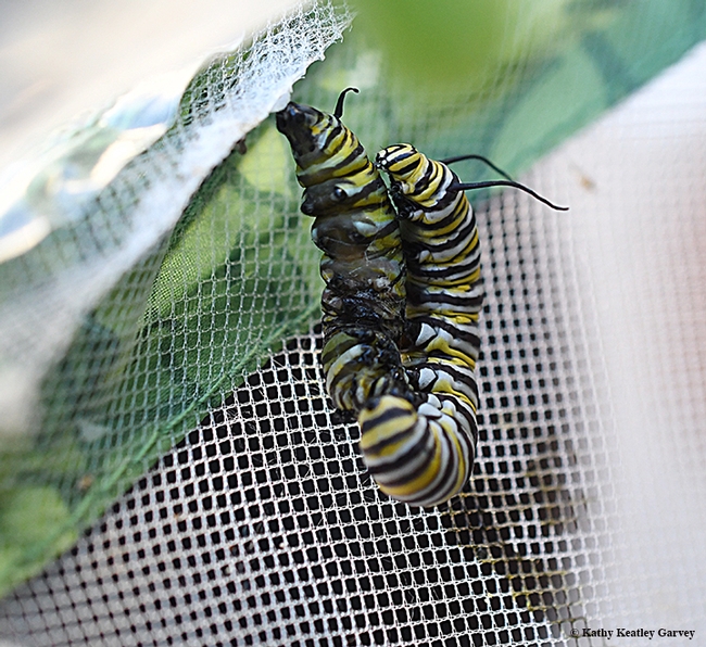 The combative monarch caterpillar latches on tight to the 'cat about to pupate. (Photo by Kathy Keatley Garvey)