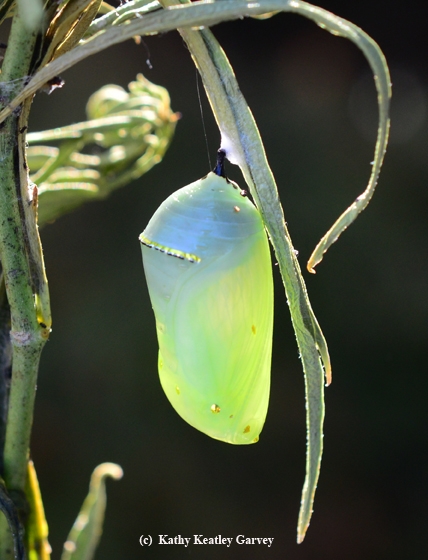 The aggressive caterpillar that attacked his or her sibling, is now a beautiful chrysalis. (Photo by Kathy Keatley Garvey)