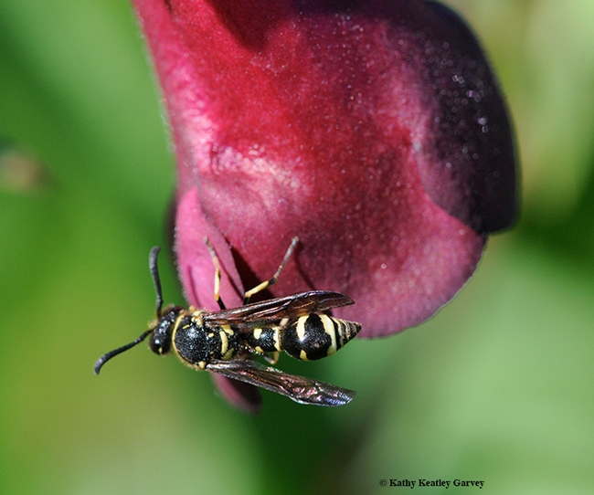 A potter wasp sips some nectar. Potter wasps will be featured at the Bohart Museum of Entomology's 