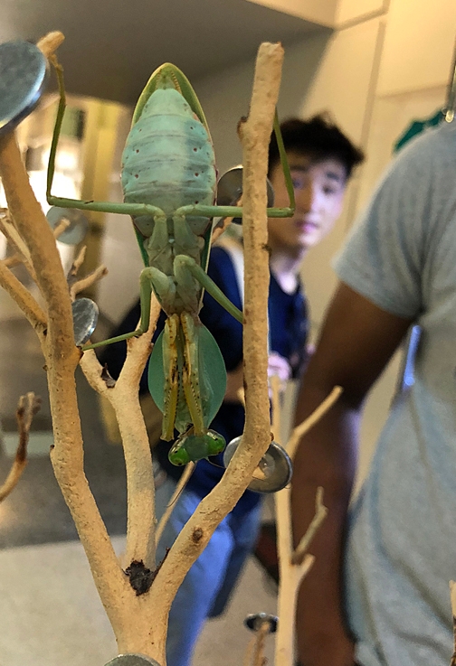 A shield mantis, Rhombodera valida, checks out the crowd. It is part of the collection of UC Davis student and mantis expert Lohit Garikipati. (Photo by Kathy Keatley Garvey)