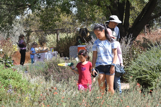 A catch-and-release bee activity highlighted the Häagen-Dazs Honey Bee Haven open house. (Photo by Kathy Keatley Garvey)