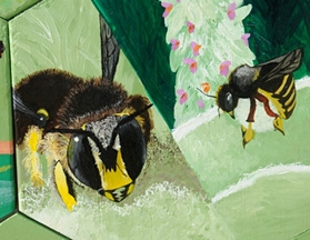 A non-native bee, the European wool carder bee, first detected in the United States (New York) in 1963, and in California (Sunnyvale) in 2007, is part of the bee mural in the Häagen-Dazs Honey Bee Haven. The carder bee is so named because the female 