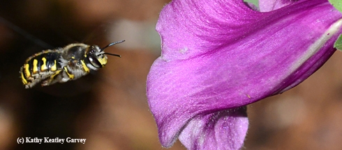 A male European wool carder bee, Anthidium manicatum, in flight. (Photo by Kathy Keatley Garvey)